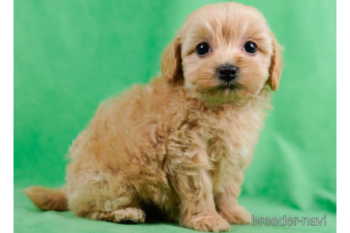 成約済の東京都のマルプー:マルチーズ×トイプードル-226456の4枚目